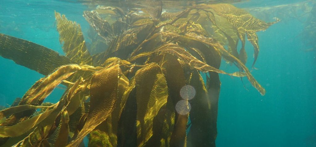 Know The Kelp Pacific Beach Coalition