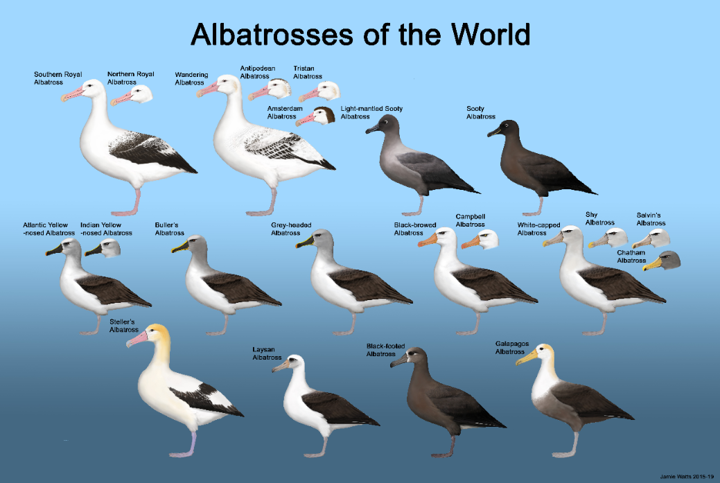 Happy World Albatross Day June 19th Pacific Beach Coalition