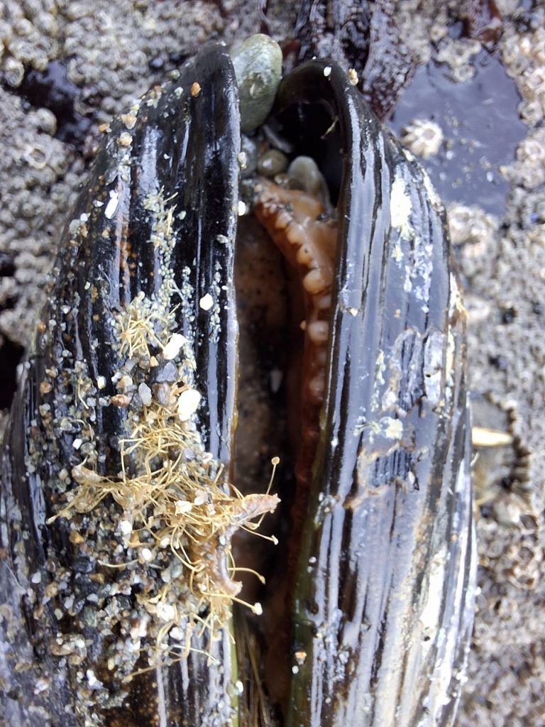 A marine organism found in a tide pool