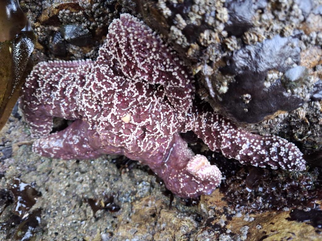 A marine organism found in a tide pool