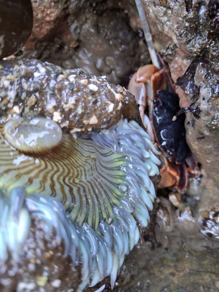 A marine organism found in a tide pool