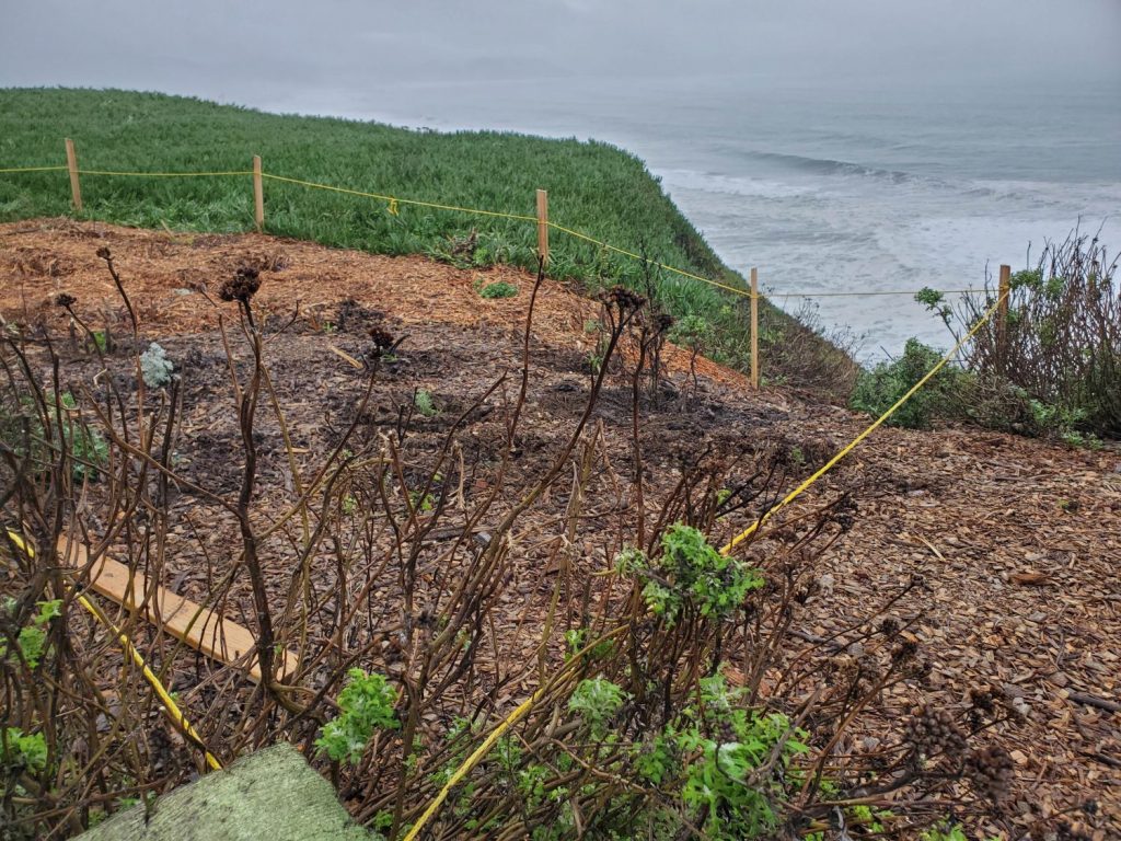 Pacific Beach Coalition habitat restoration efforts