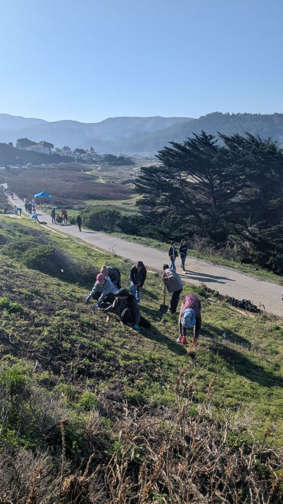 Volunteers at PBC's 28th Annual Beach Planting and Cleanup pulls weeds from the hillside