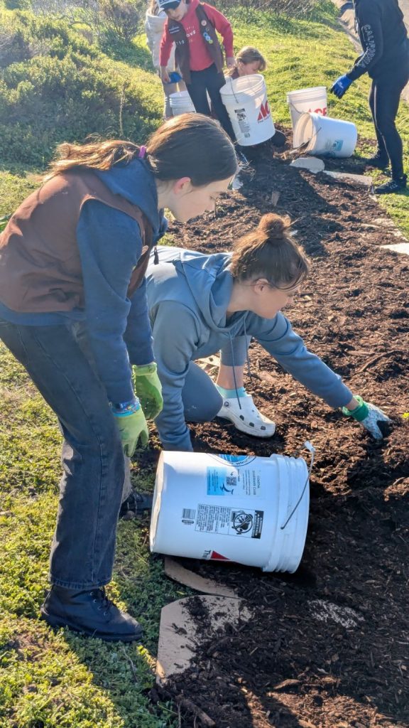 Volunteers at PBC's 28th Annual Beach Planting and Cleanup spread mulch