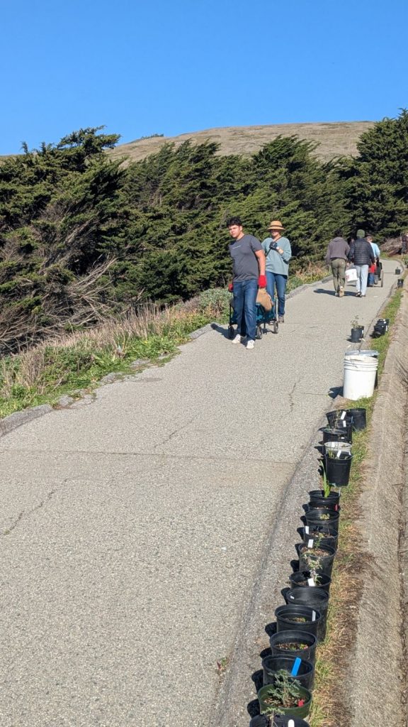 Volunteers at PBC's 28th Annual Beach Planting and Cleanup wheel mulch down the path