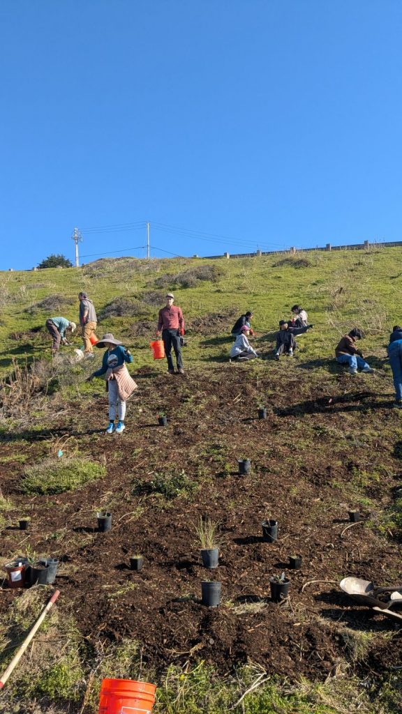 Volunteers at PBC's 28th Annual Beach Planting and Cleanup mulch on the hillside