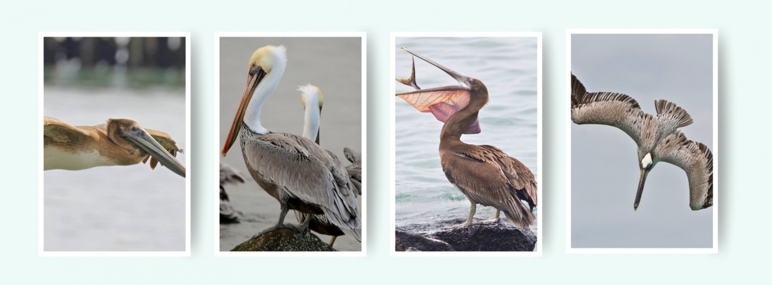 Images of four pelicans