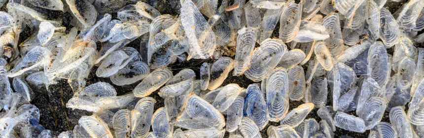 Velella velella in Pacifica